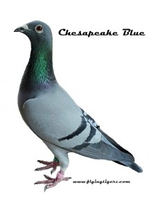 Chesapeake Blue Magneto