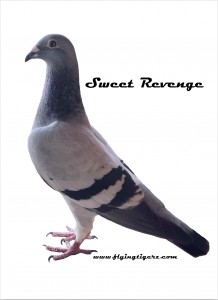 Sweet Revenge 2