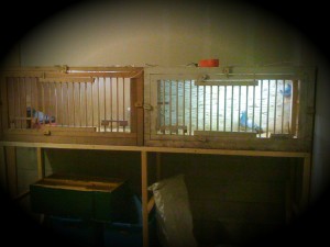breeding cages